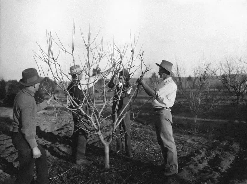 Pruning service
