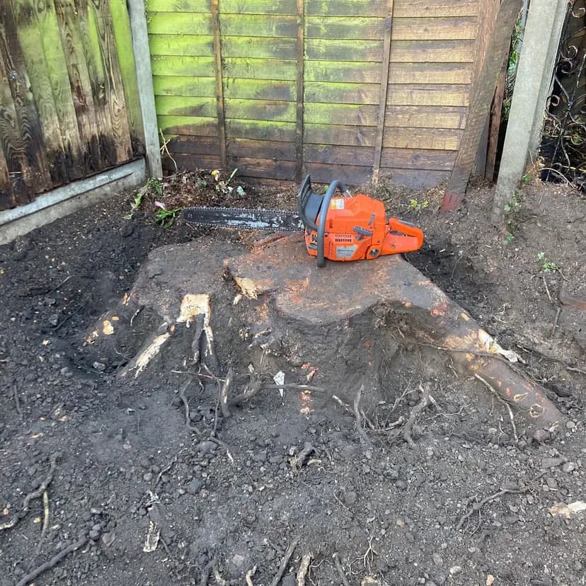 Tree Removal service